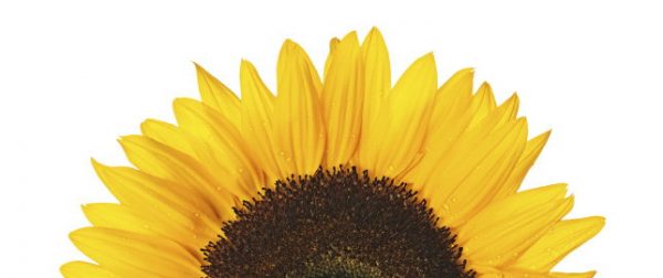 Gilbert Sunflower